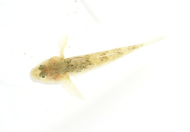 Padogobius nigricans 2